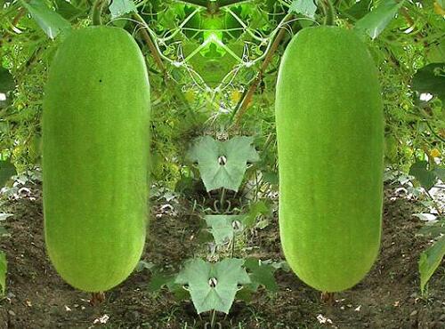 果蔬配送:節(jié)瓜