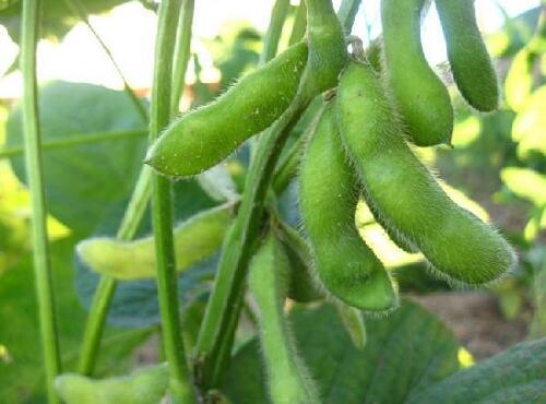 蔬菜品種：毛豆
