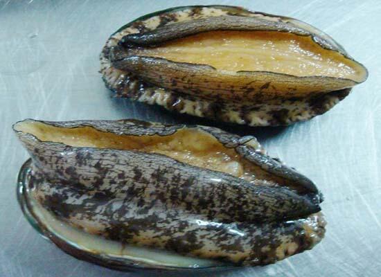 新鮮海產：生猛海鮮