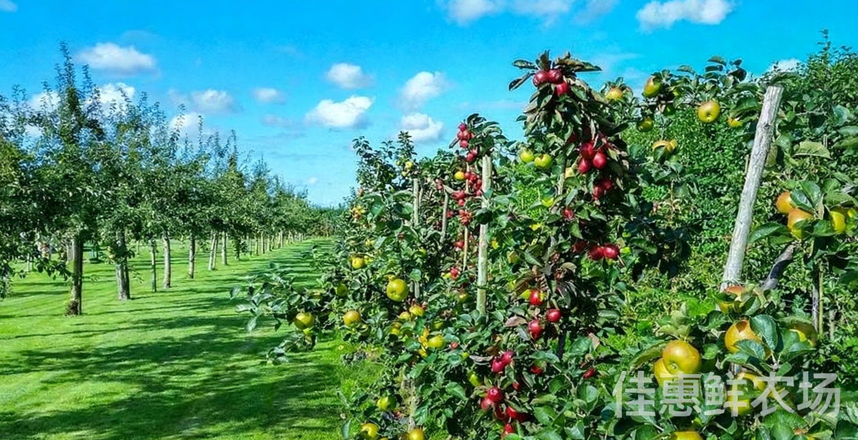 送菜公司?與您探討老年人秋季養生應該吃哪些水果?