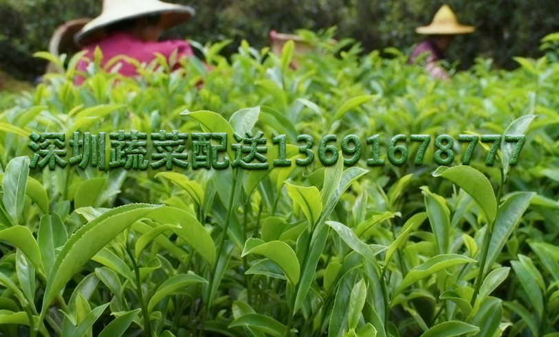 佳惠鮮農產品配送中心分享:2025年烏龍茶生長態勢