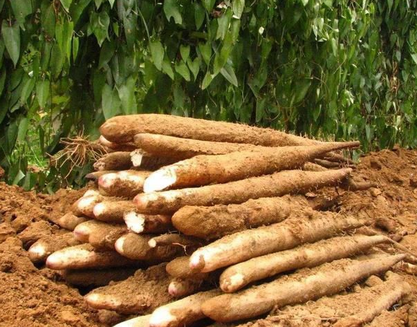 1767282341390008.png 5aa59458-dff4-47c6-9bd6-0d7b4afd75bf.png